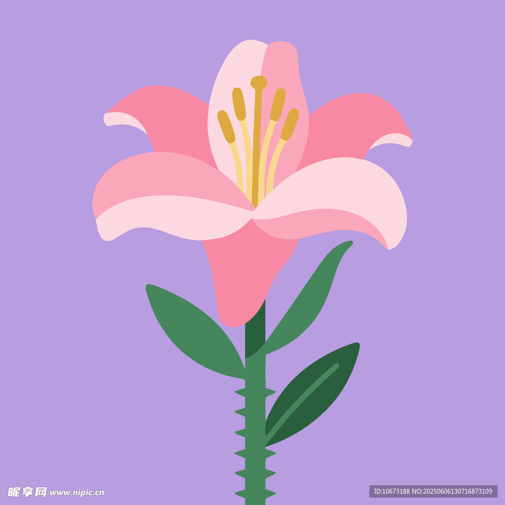 粉色百合花插画