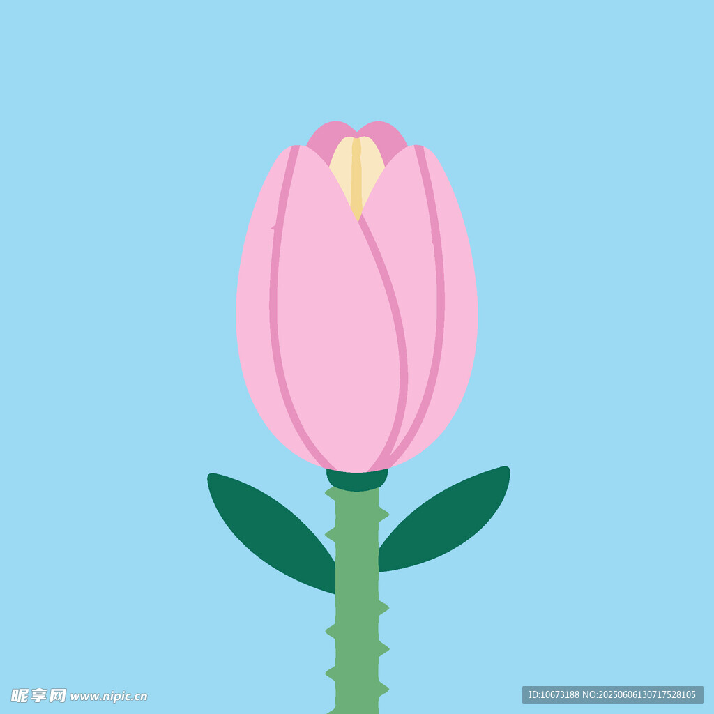粉色郁金香插画