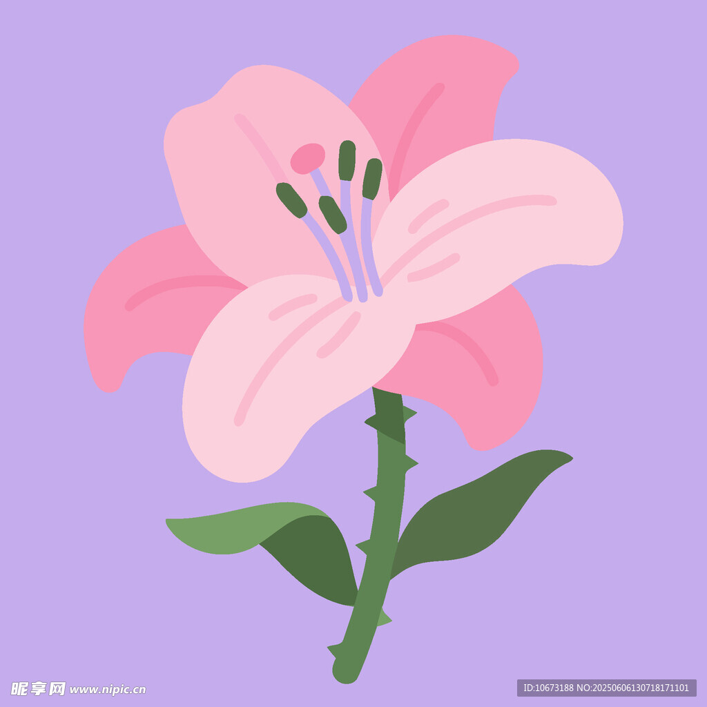 粉色百合花插画