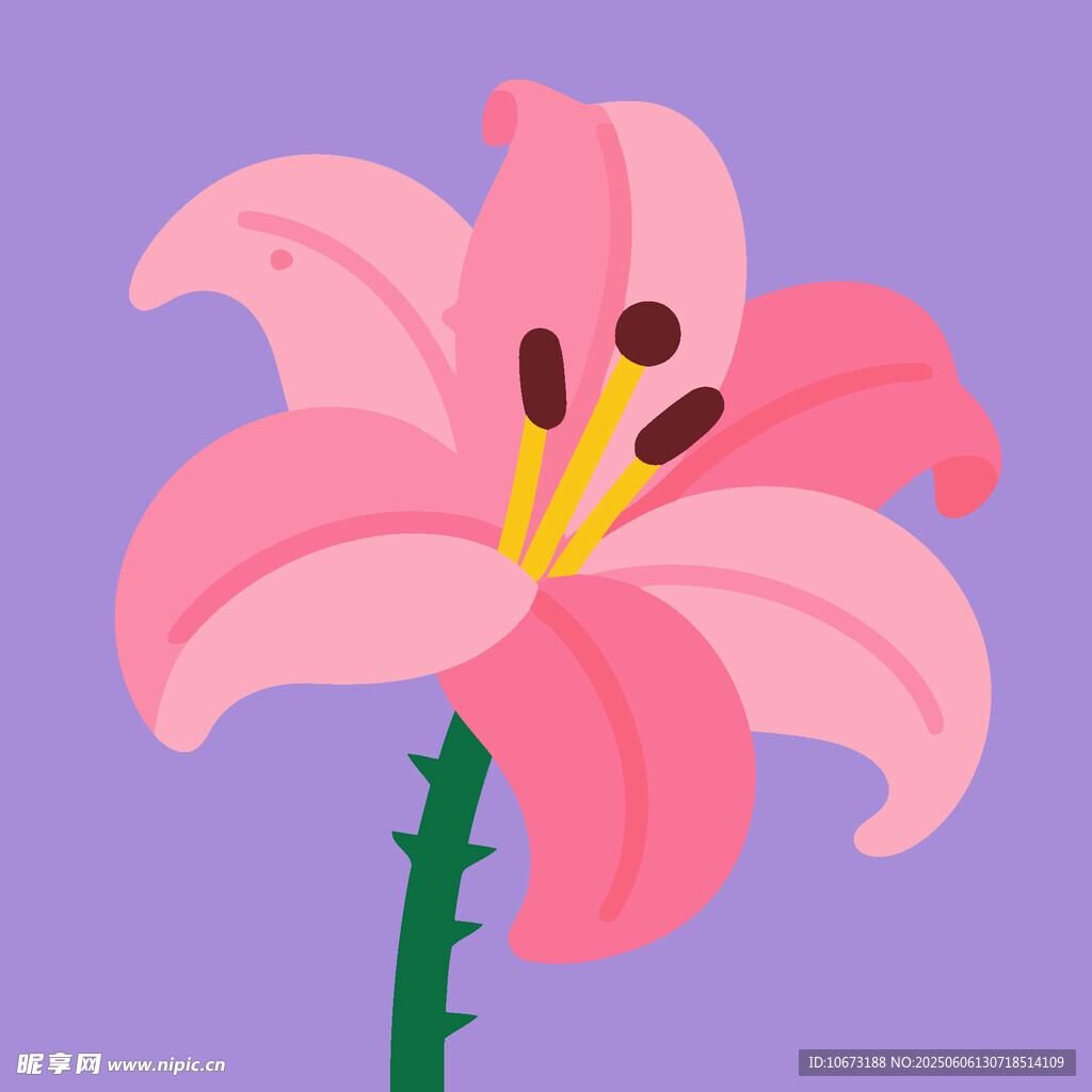 粉色百合花插画