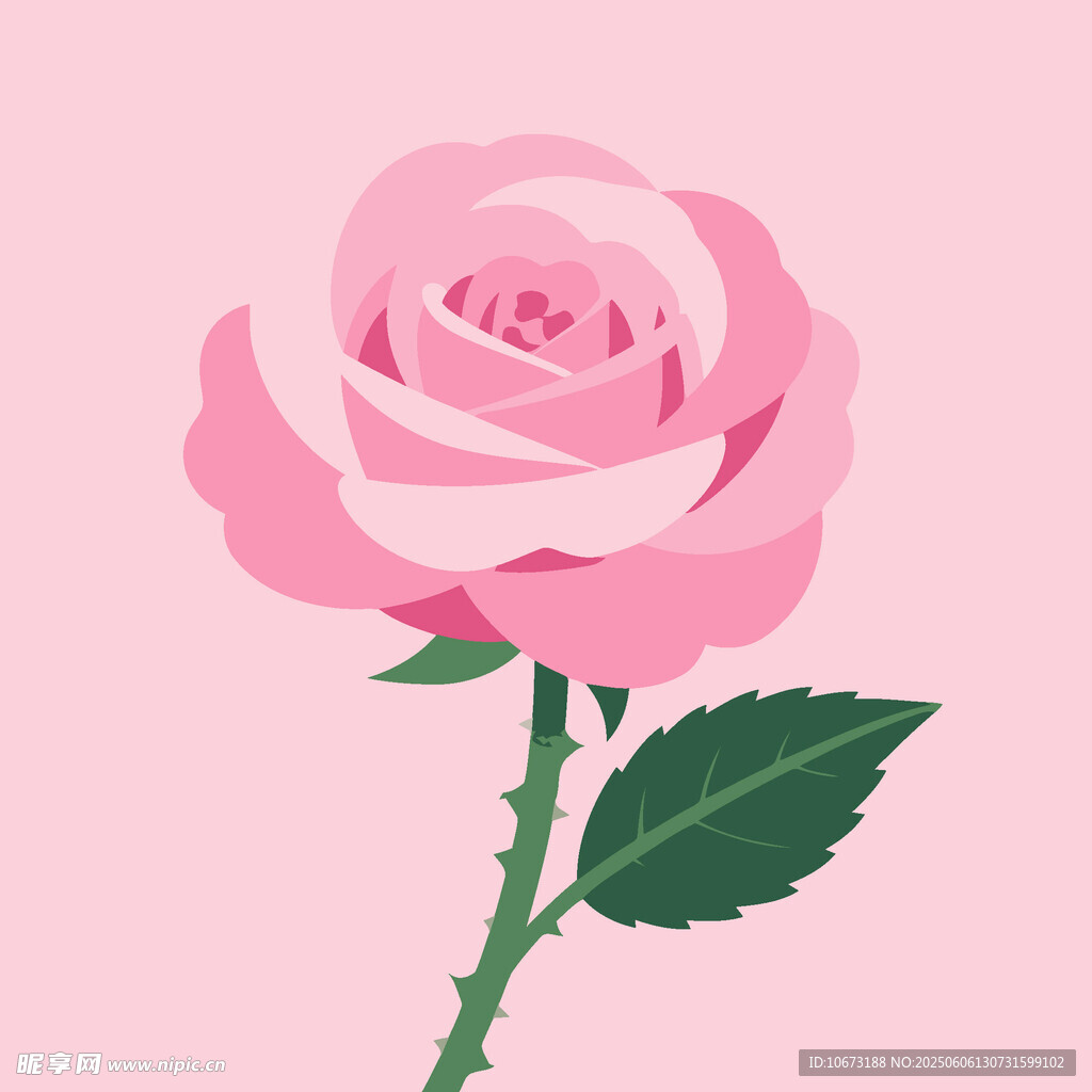 粉色玫瑰插画
