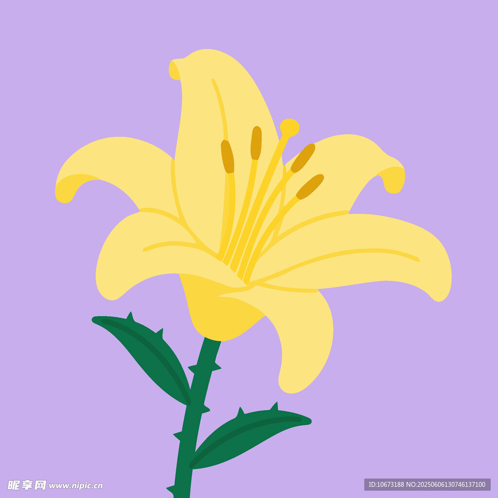 黄色百合花插画