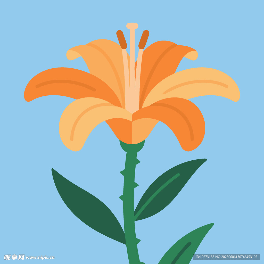 橙色百合花插画