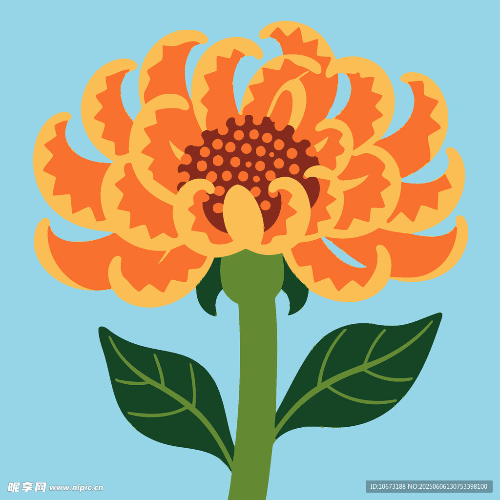 橙色菊花插画
