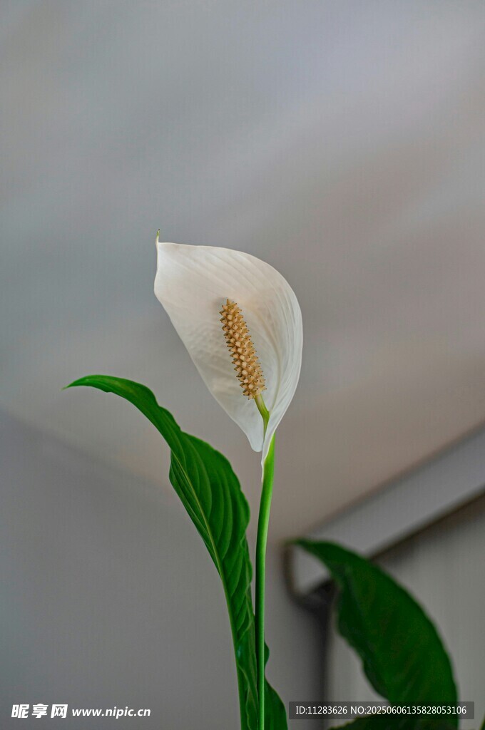 白色马蹄莲特写