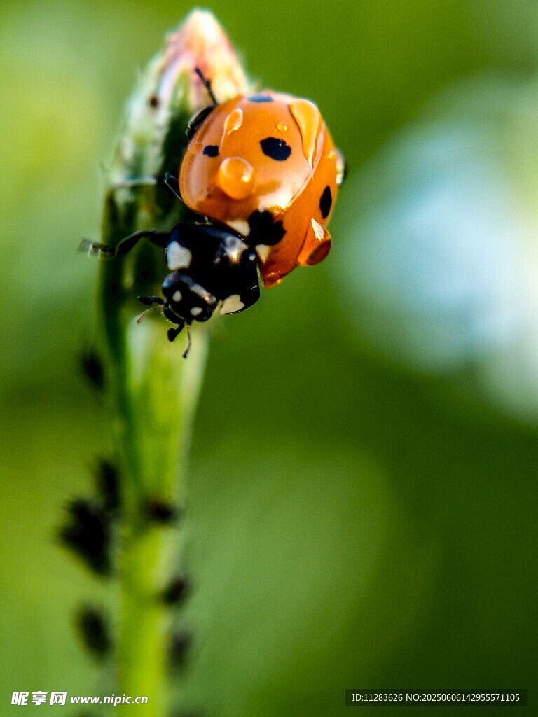 瓢虫栖息于绿植之上