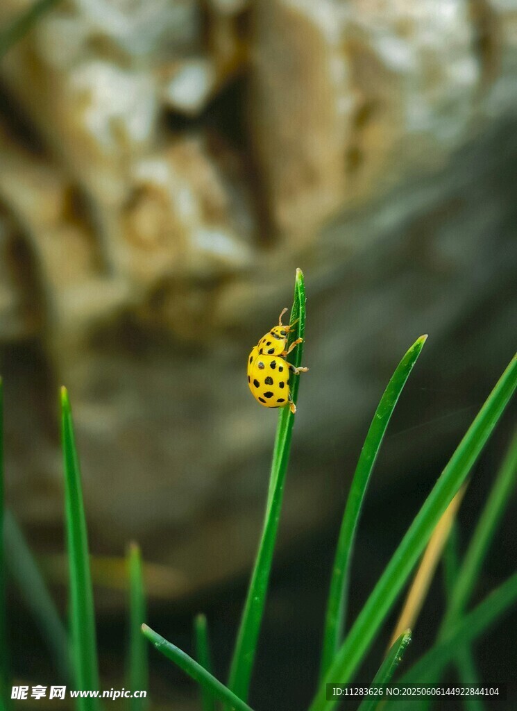 草丛中的黄色瓢虫