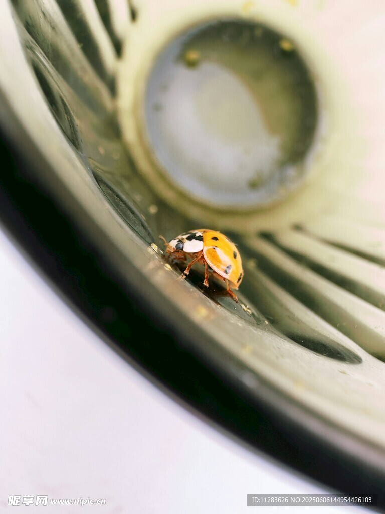 碗边的小甲虫
