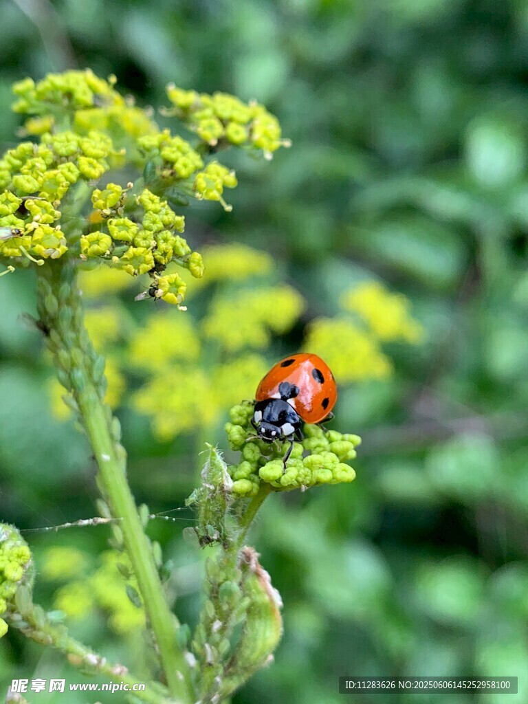 瓢虫栖于黄色小花之上