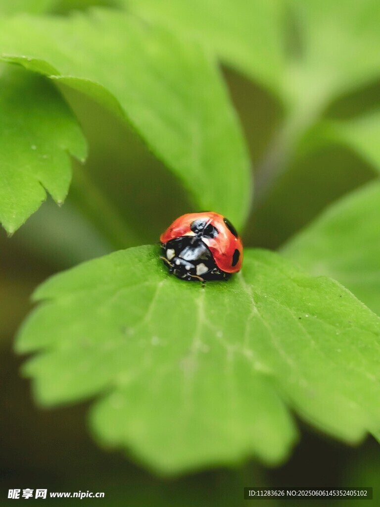 绿叶上的红色瓢虫