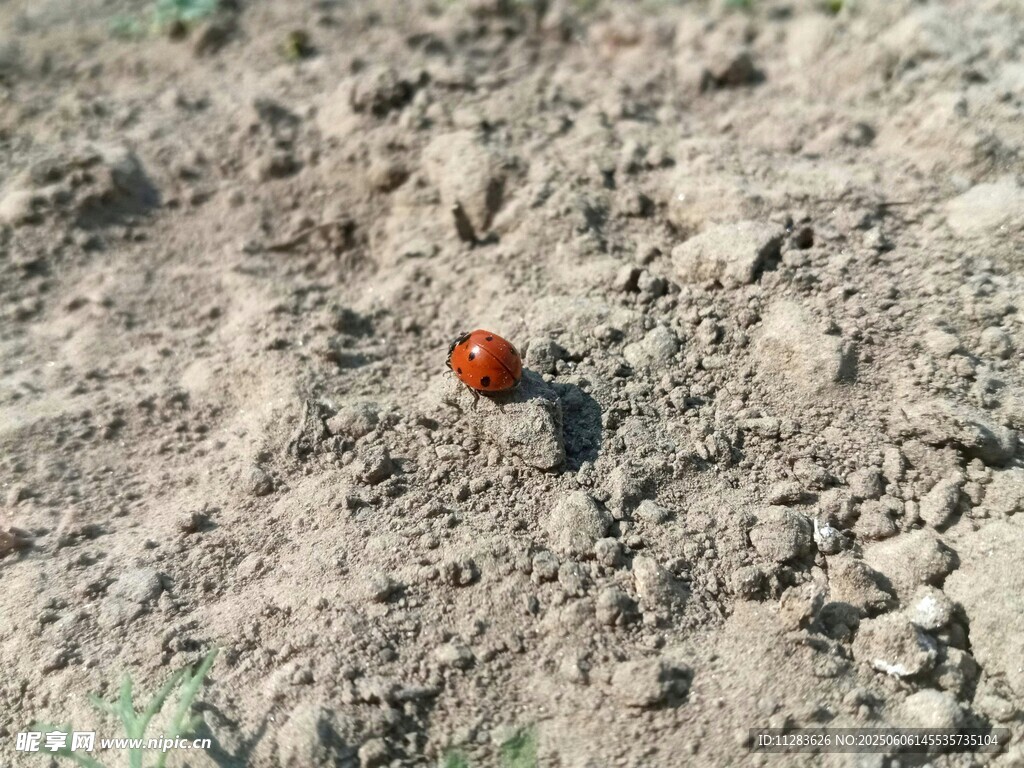 泥土上的红色瓢虫
