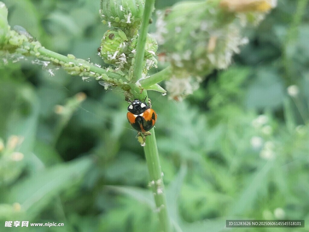 绿叶上的多彩瓢虫