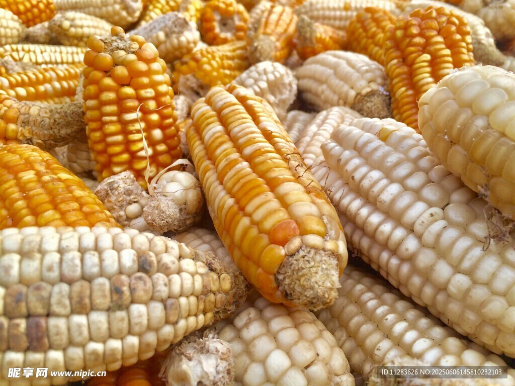 金黄饱满的玉米堆