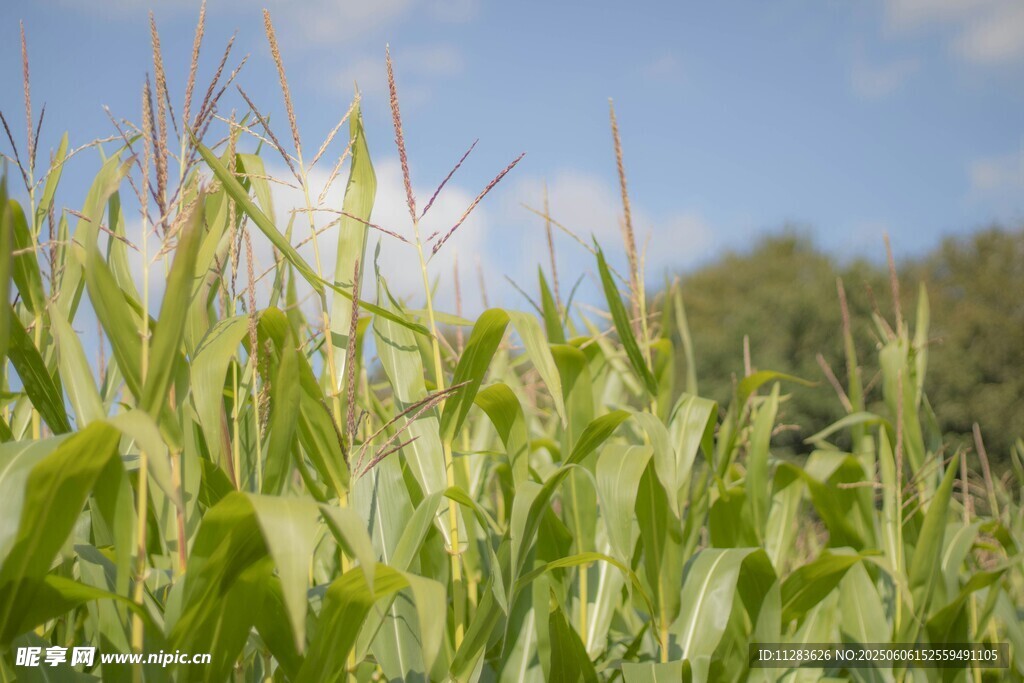 田野中的茂盛玉米植株