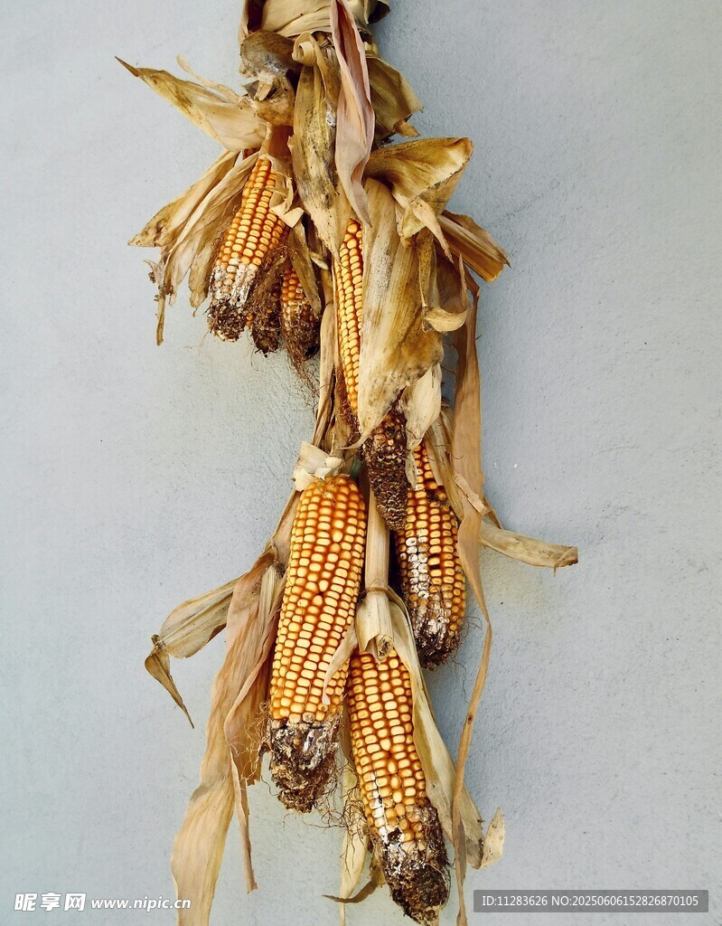 干枯玉米穗特写