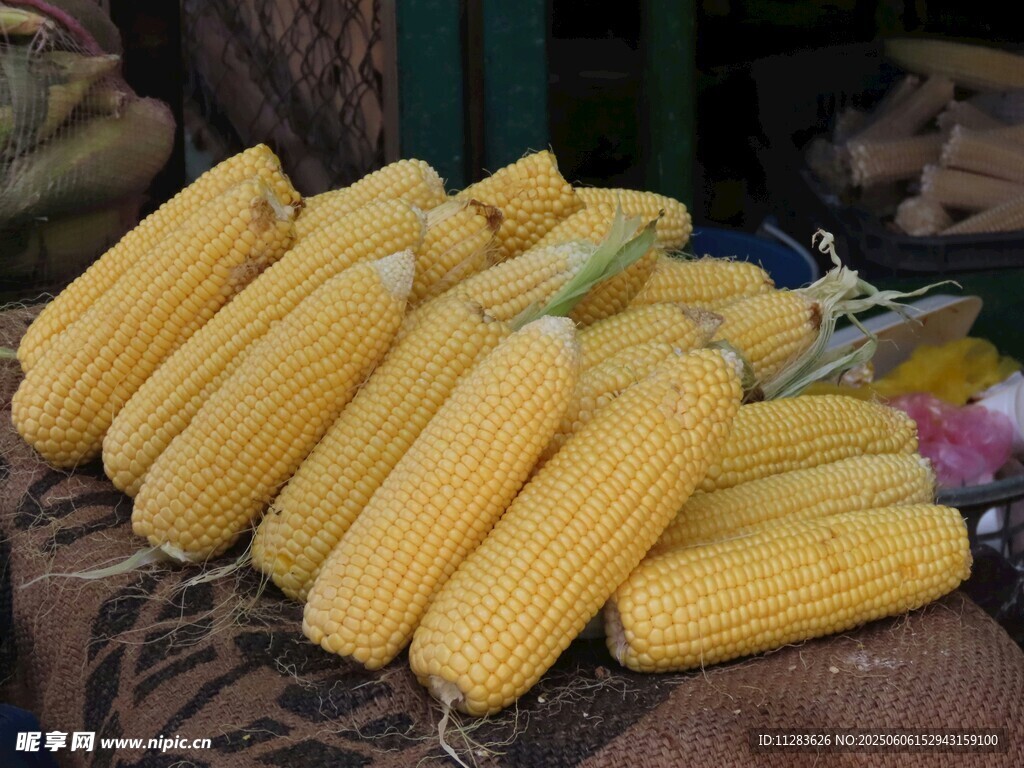 新鲜玉米棒 饱满诱人