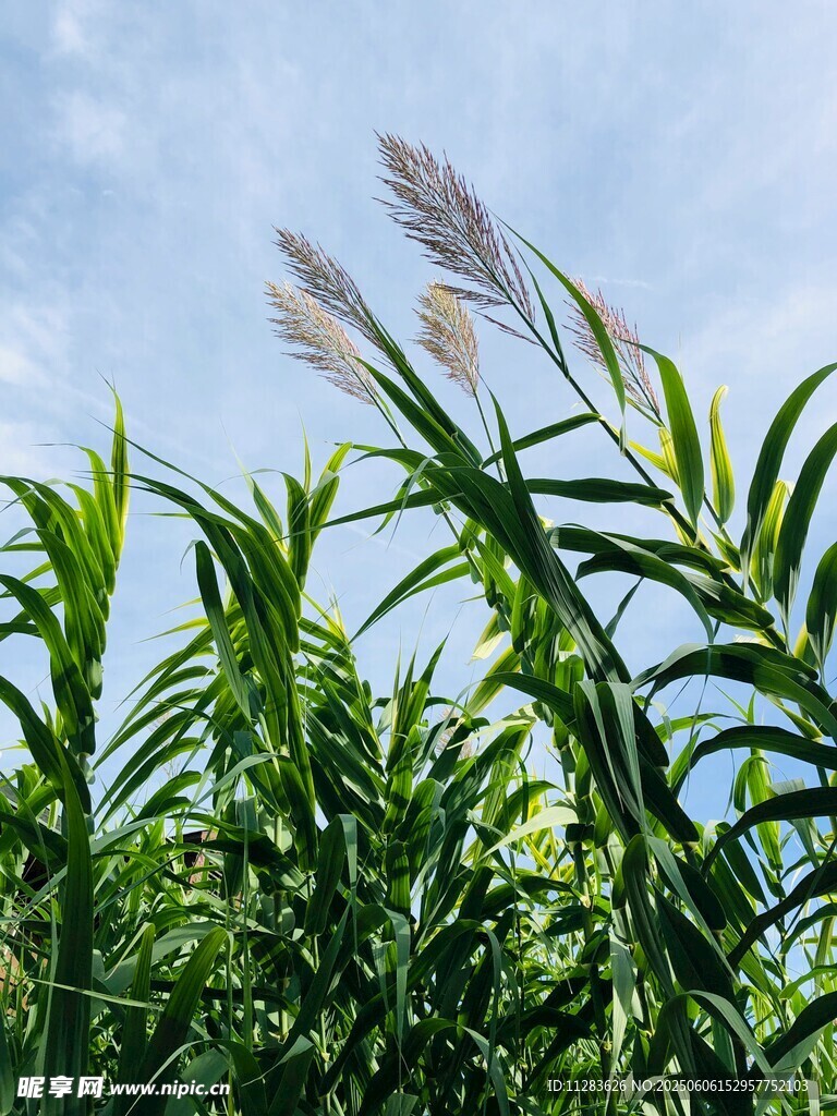 蓝天映衬下的玉米田