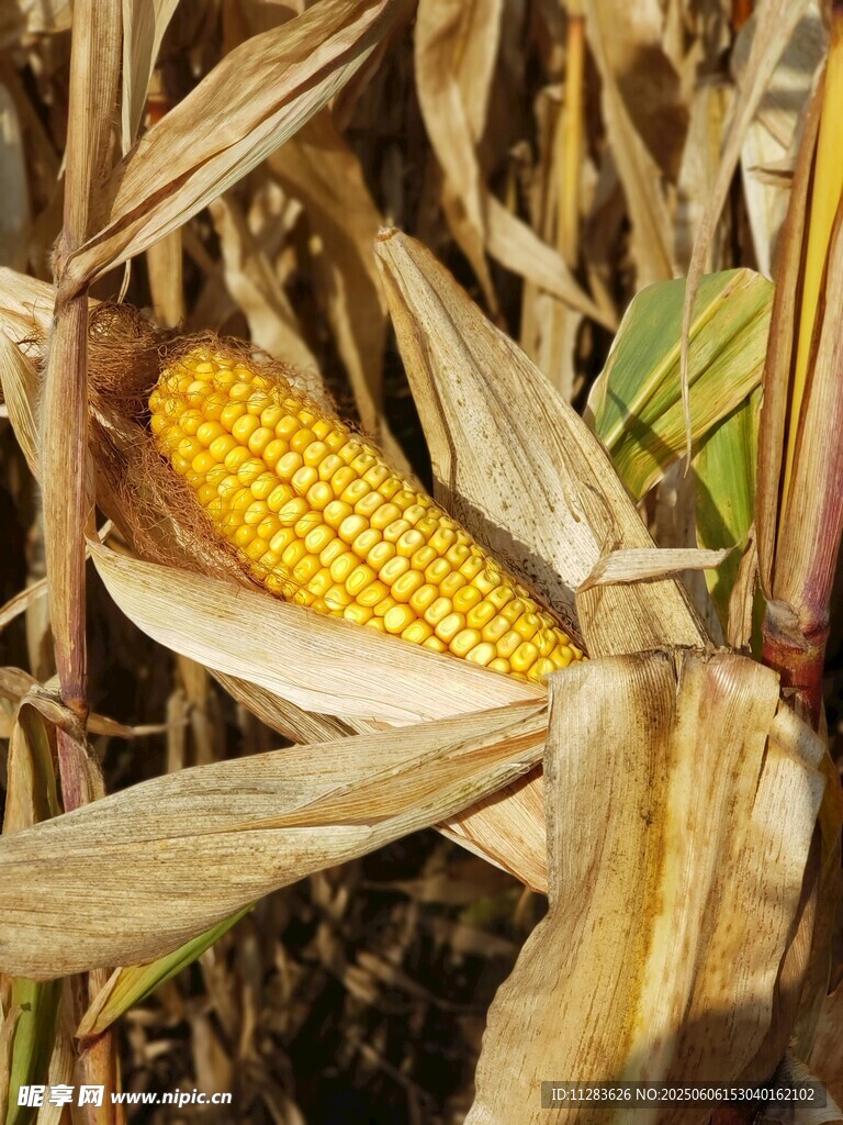成熟玉米特写