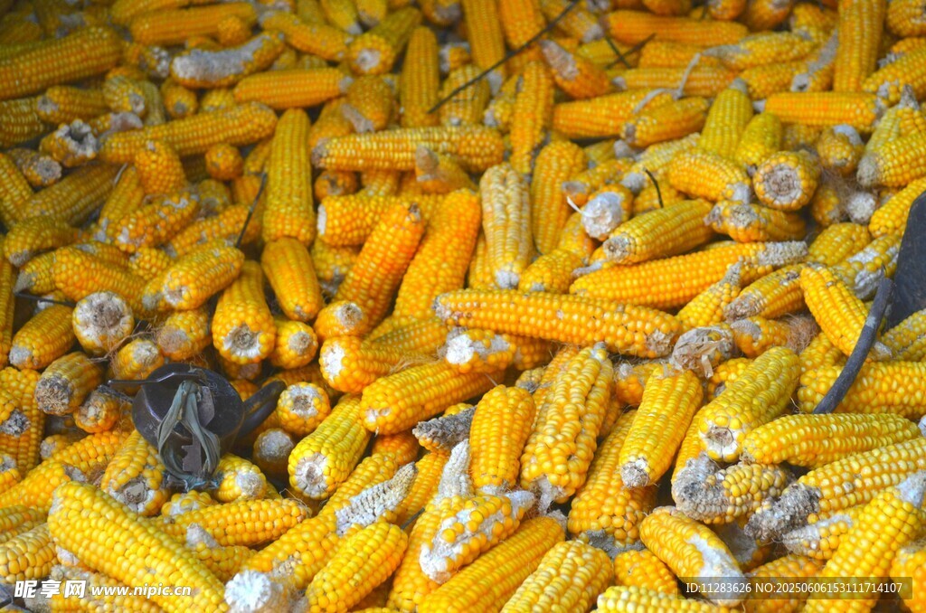 金黄饱满的新鲜玉米堆
