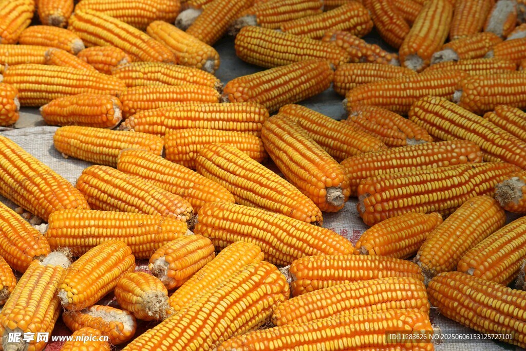 金黄饱满玉米堆成一片