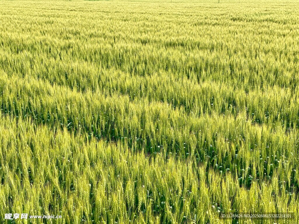 绿色麦田 生机勃勃的景象