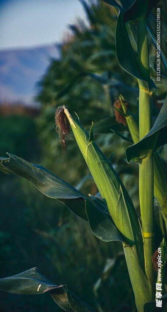 茁壮生长的玉米植株