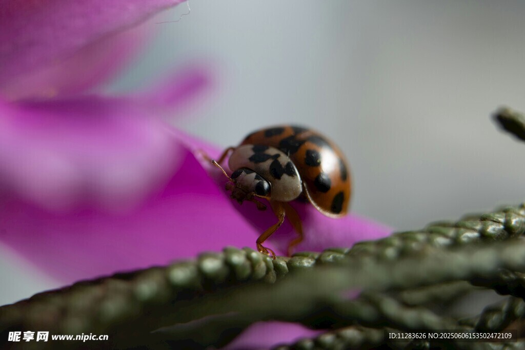 蜗牛栖息于紫色花朵旁