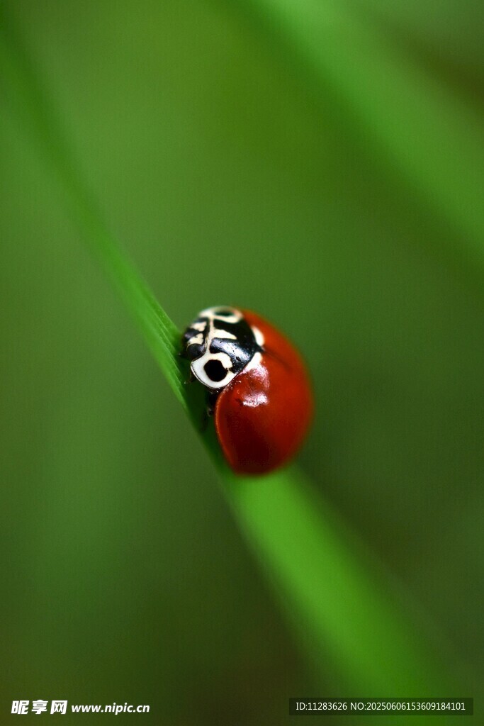 绿叶上的红色瓢虫