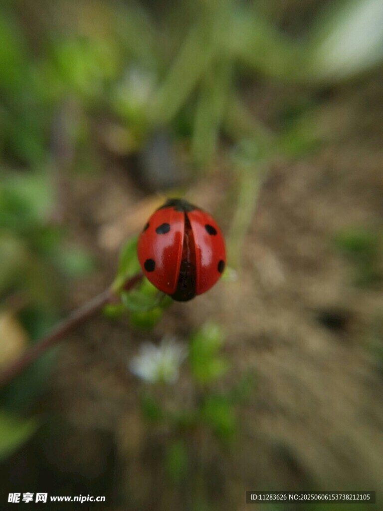 瓢虫特写