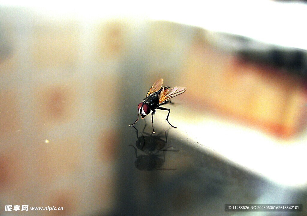 窗边停驻的苍蝇