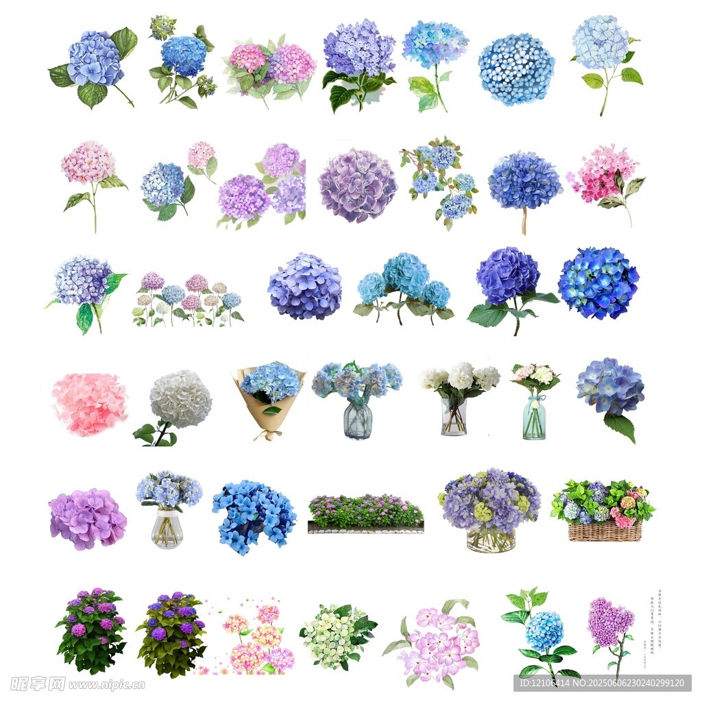多彩绣球花插画素材集合