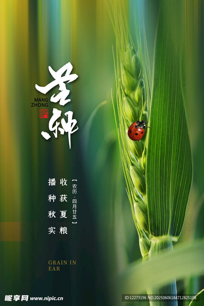 芒种时节麦穗与瓢虫