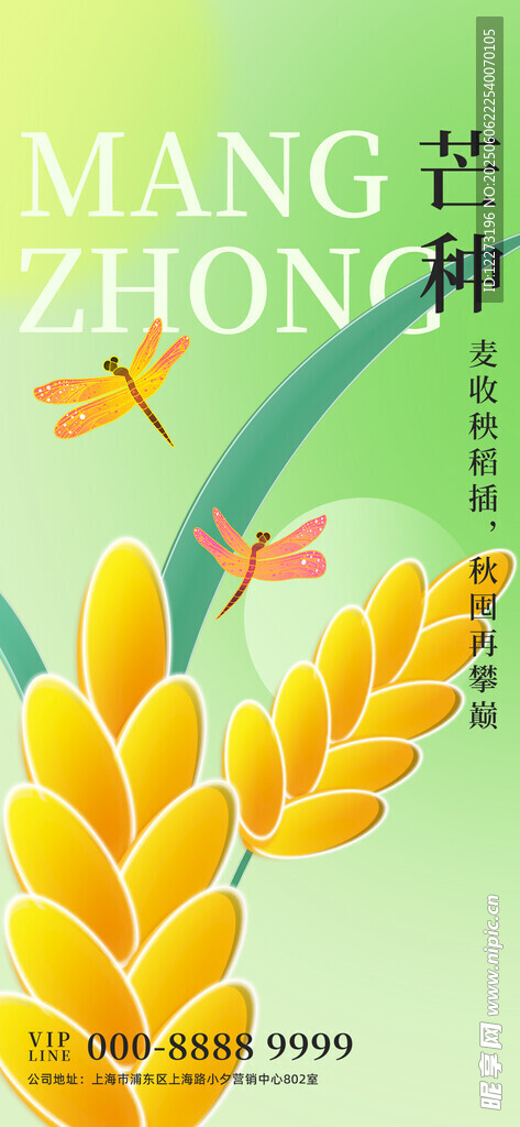芒种时节麦穗与绿叶景象