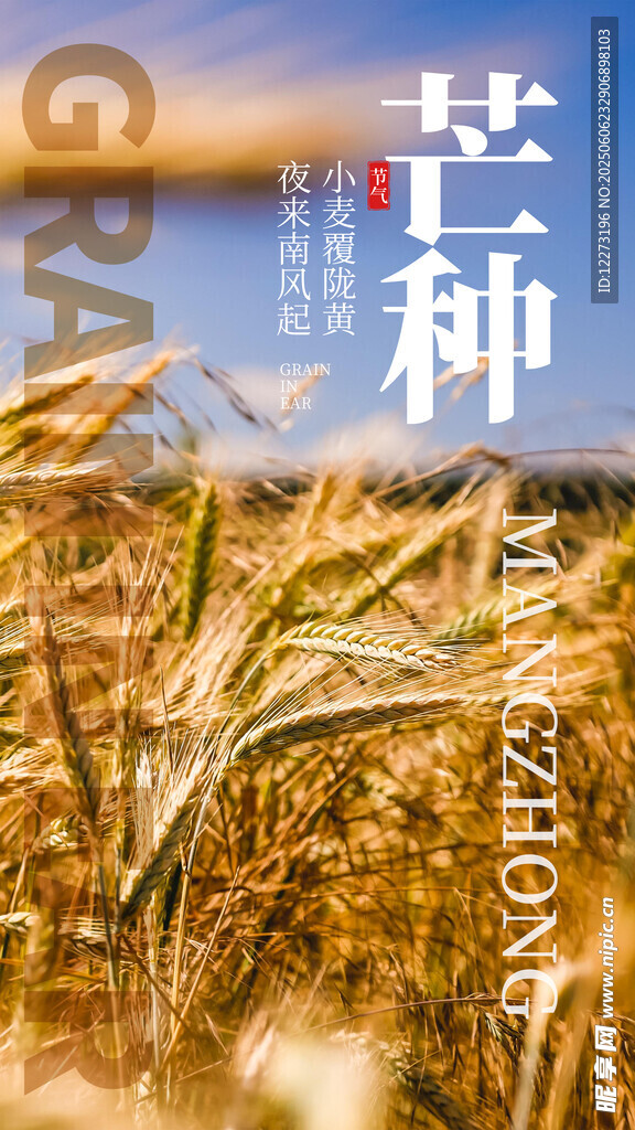 金黄麦田中的芒种时节