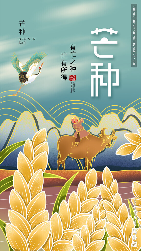 芒种时节麦田与耕牛图景
