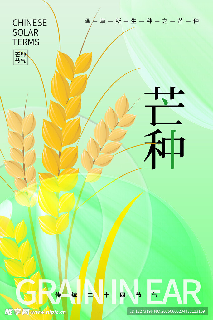 芒种时节麦穗插画