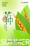 芒种海报