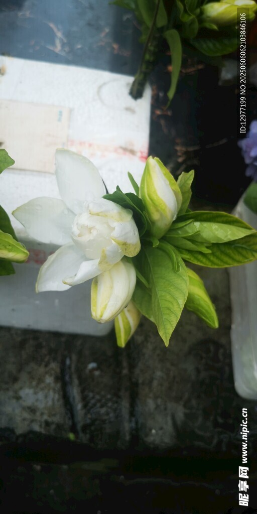 白色花朵配绿叶特写