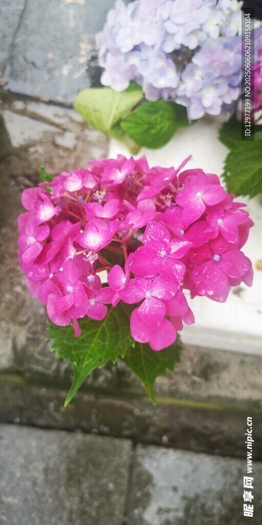 娇艳粉色绣球花绽放