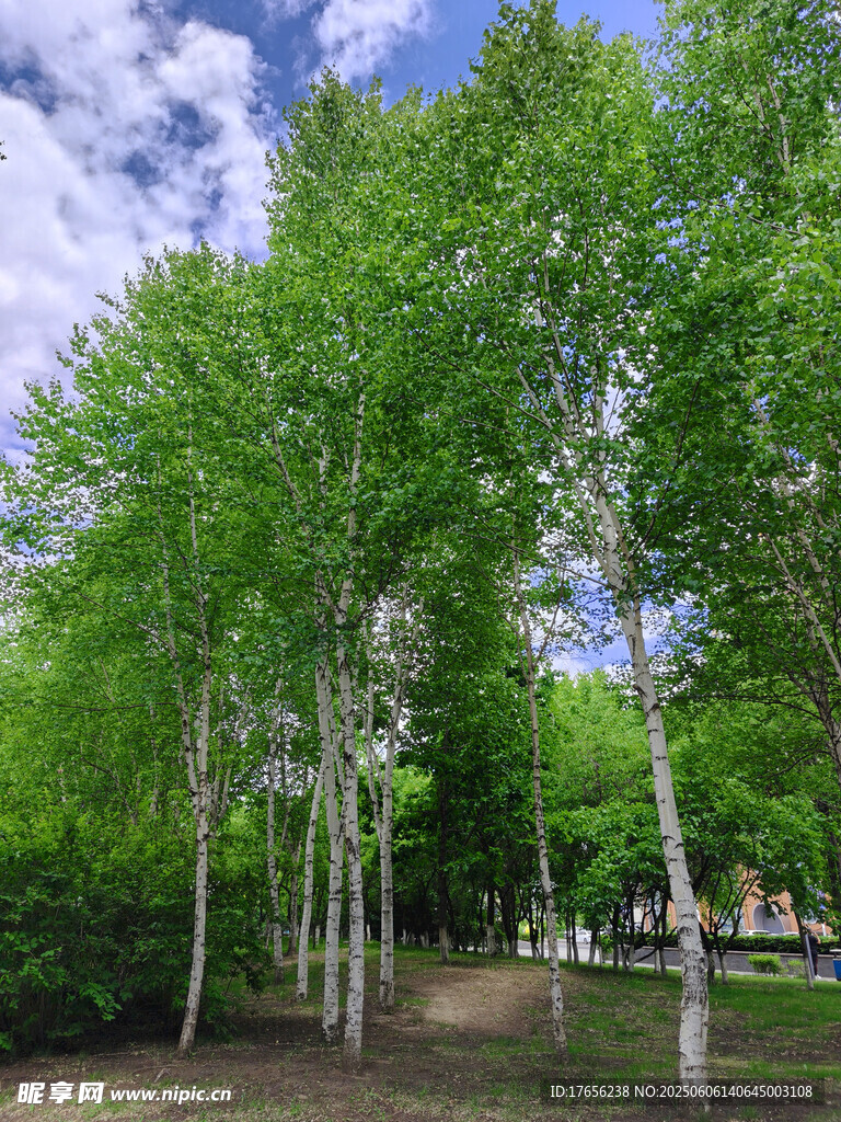 夏日白桦林美景