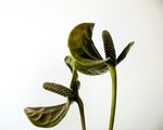嫩绿豆苗