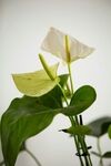海芋花