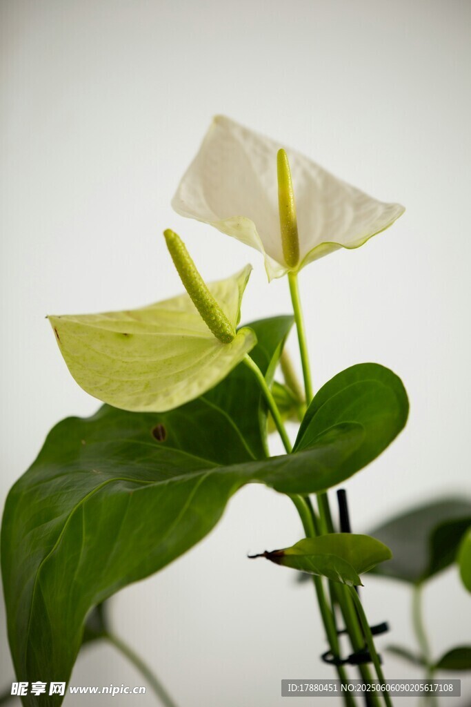 海芋花
