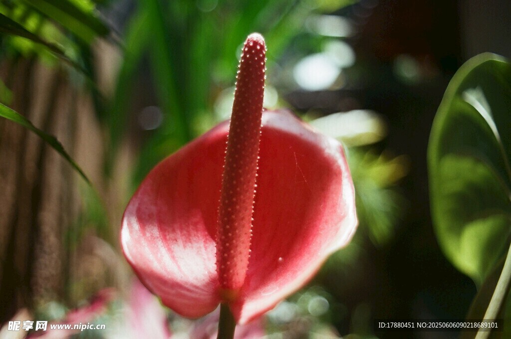 红掌花