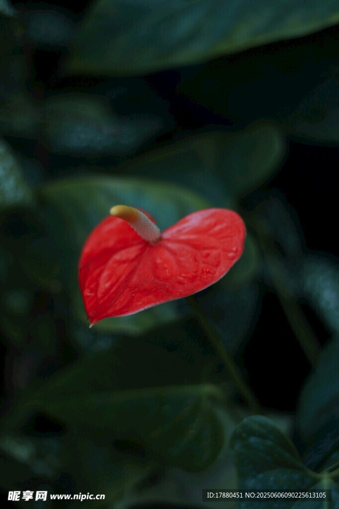红掌花