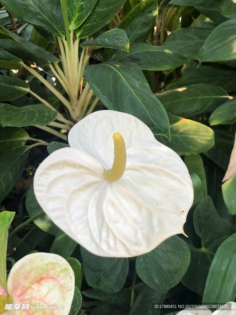 白掌