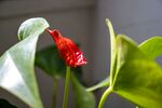 红掌花
