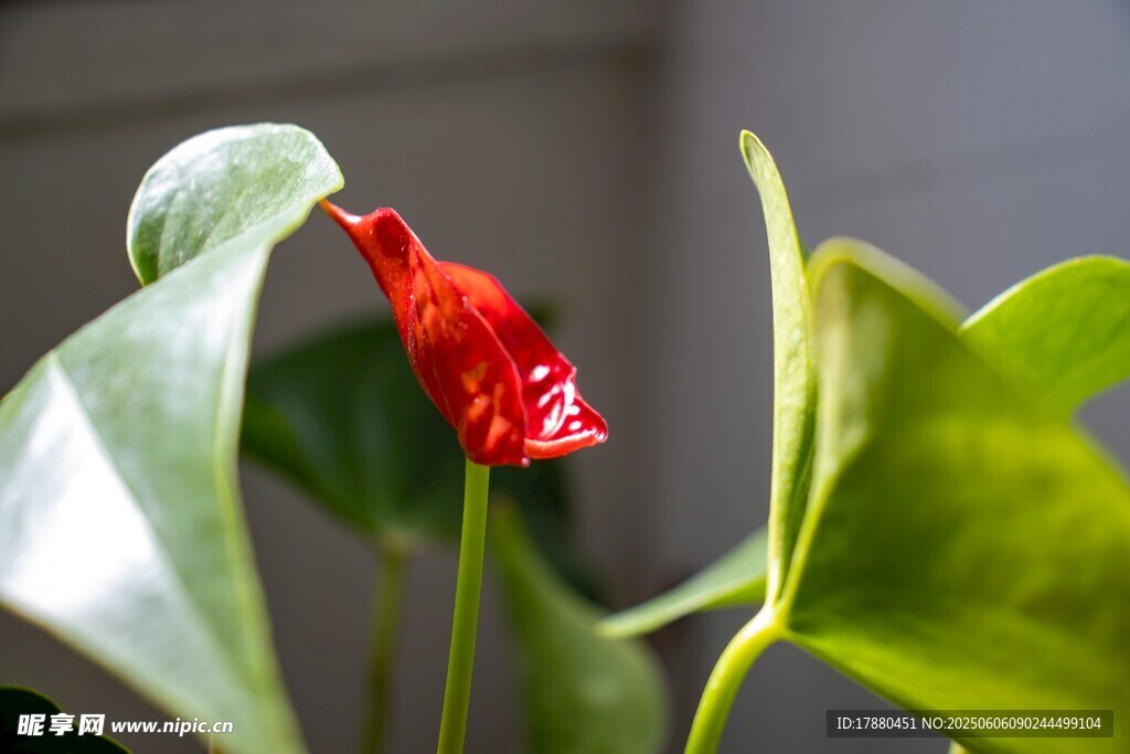 红掌花