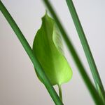 嫩绿叶片
