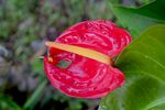 红掌花